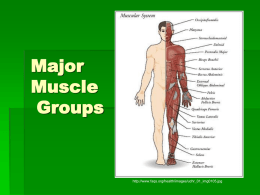 Major Muscle Groups