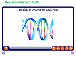How does DNA copy itself?
