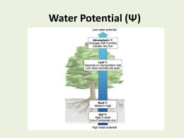 Water Potential (Ψ)