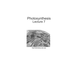 lecture 7, photosynthesis, 032409
