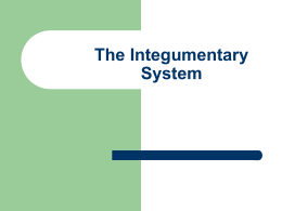 The Integumentary System Integumentary System Includes