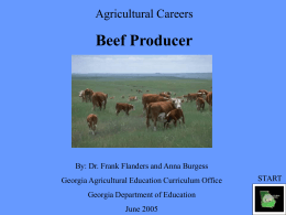 A beef producer should be one who is