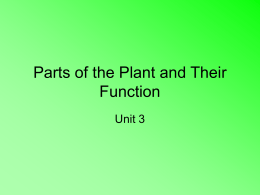 Parts of the Plant and Their Function