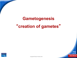 Gametogenesis PPT-1