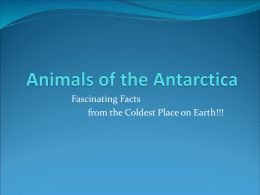 Watch a powerpoint presentation on Animals of the Antarctica!