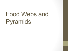 Food webs and pyramids ppt