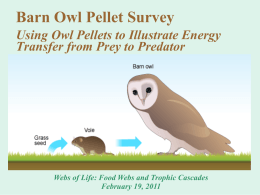 Owl Pellet overview presentation File