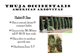 American Arborvitae