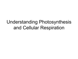 Understanding Photosynthesis and Cellular Respiration