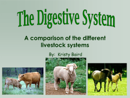 Parts and functions of the monogastric mammal digestive system