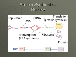 Protein Synthesis - Overview