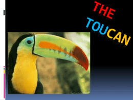 When a toucan senses danger, the flock