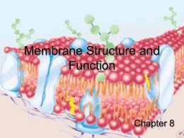 Membrane Structure and Function - Bio-Guru