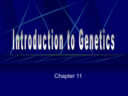 Biology Chapter 11 (Intro to Genetics)
