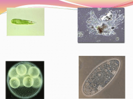 The World of Amoeba, Euglena, Paramecium, and Volvox Cells