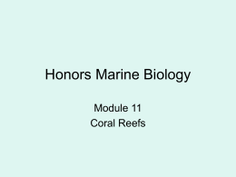 Honors Marine Biology Module 11 Coral Reefs part 1