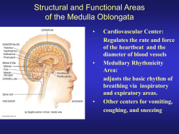 Structural and Functional areas of the Medulla Oblongata