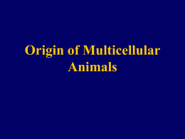 Origin of Multicellular Animals