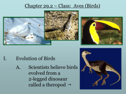 Chapter 31 – Aves (Birds)