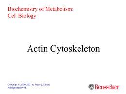 Actin Cytoskeleton