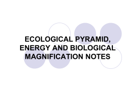 ECOLOGICAL PYRAMID AND BIOLOGICAL MAGNIFICATION NOTES