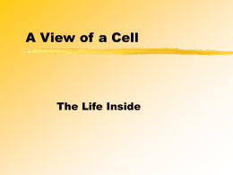 A View of a Cell
