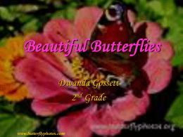 Beautiful Butterflies - Etiwanda E