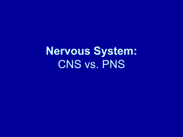 Nervous System: CNS vs. PNS