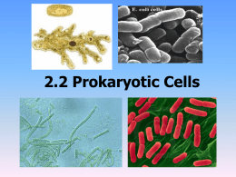 2.2 Prokaryotic Cells
