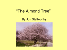 “The Almond Tree”