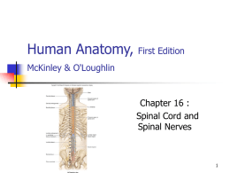 16 Spinal Cord and Spinal Nerves