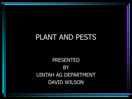 plant and pests