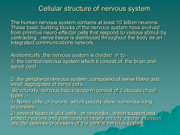 Cellular structure of nervous system