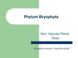 Phylum Bryophyta