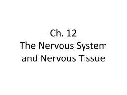 Ch. 12 Nervous Tissue