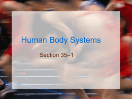 Human Body Systems - Winston Knoll Collegiate
