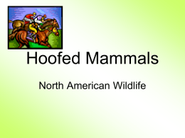 Hoofed Mammals - Moses Classroom