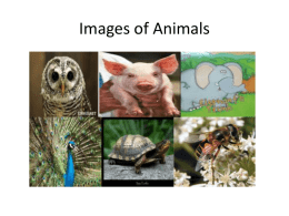 Images of Animals - teachingenglishnow