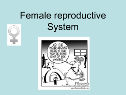 Female reproductive System
