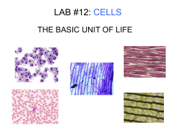 lab #12: cells - Waconia High School