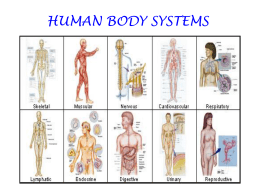 human body systems - Waconia High School