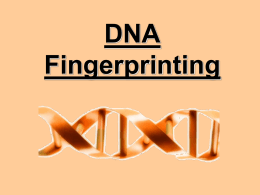 DNA Fingerprinting - the Redhill Academy