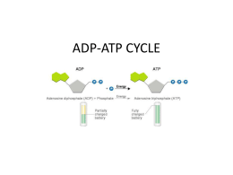 ADP-ATP CYCLE