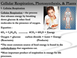I. Cell Respiration and II. Photosynthesis