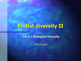 Protist diversity I