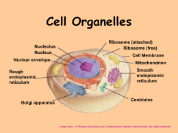 CELL PARTS Chapter 4