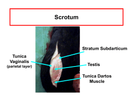 Scrotum - Division Of Animal Sciences