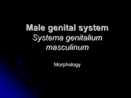 Male genital system