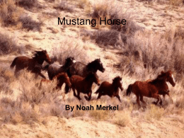 Mustang Horse - 7thGradeMammalPresentations