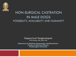 Non-surgical castration in dogs Possibility, availability and humanity